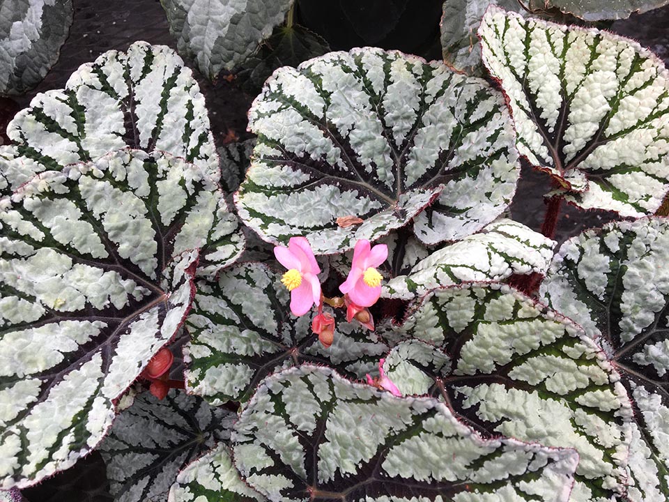 B. ‘Fedor’